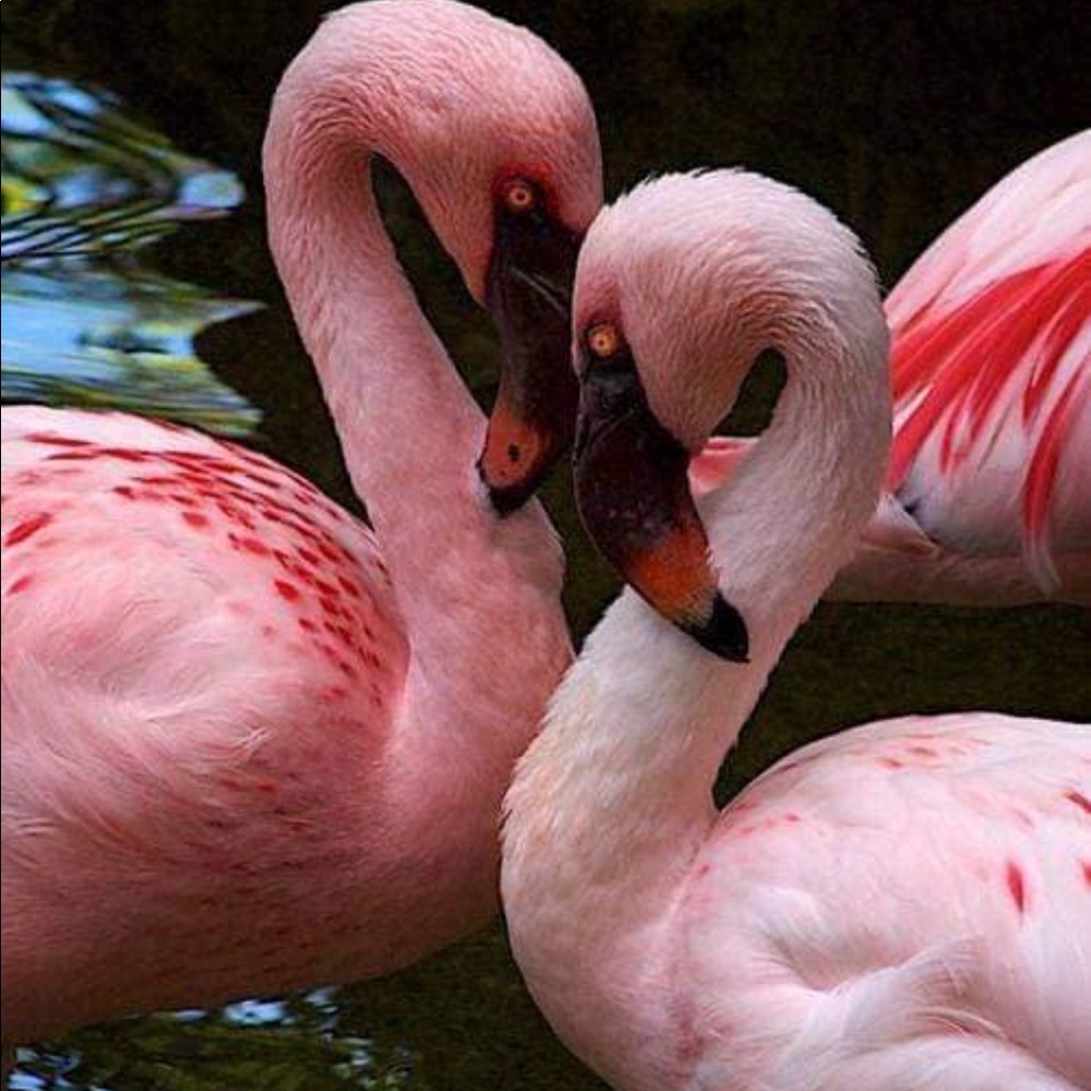 Meet your Posher, Angelita